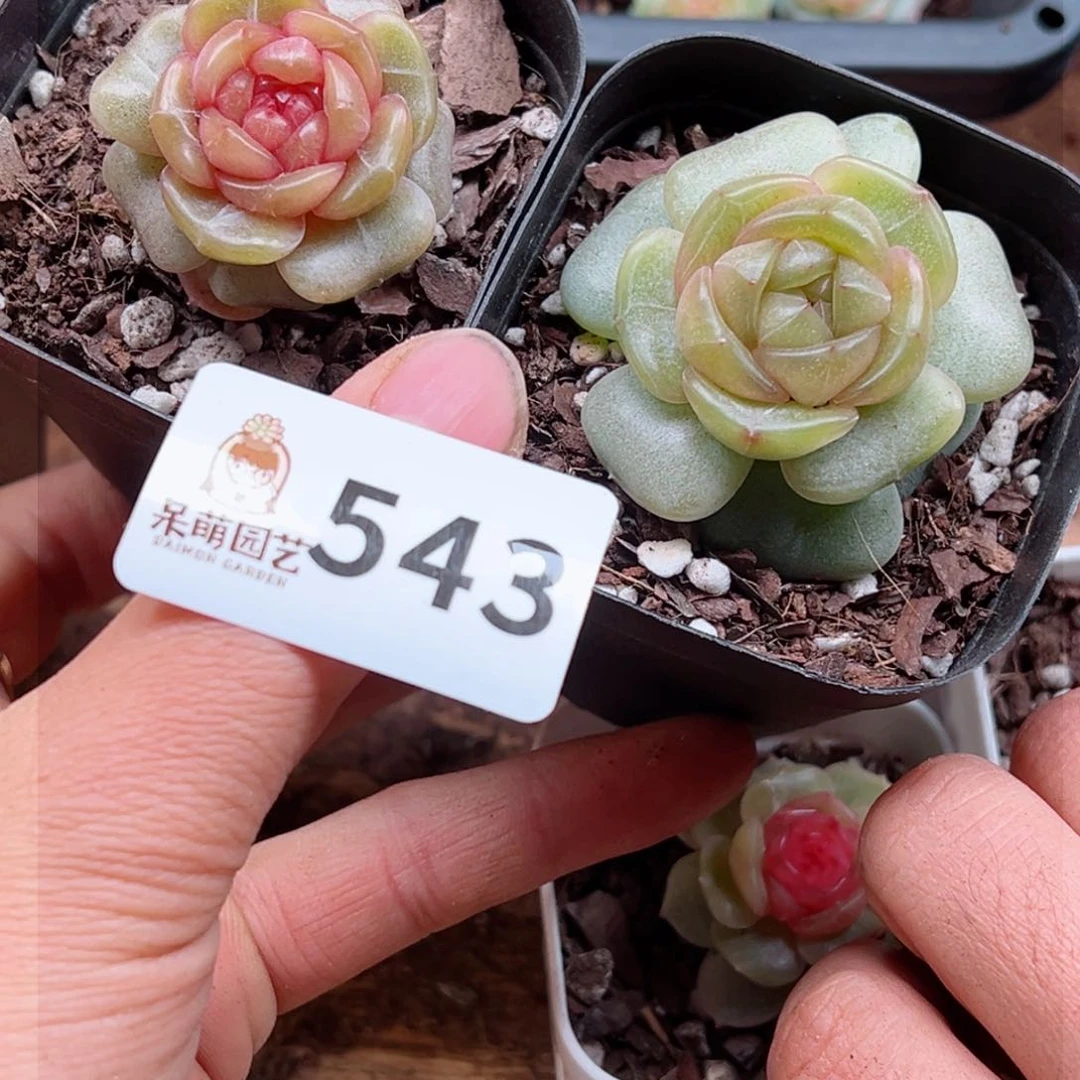 ?**豆多肉植物多肉植物