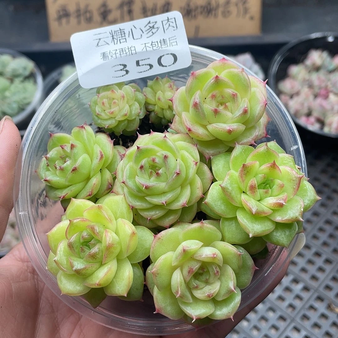 云糖心多肉植物350