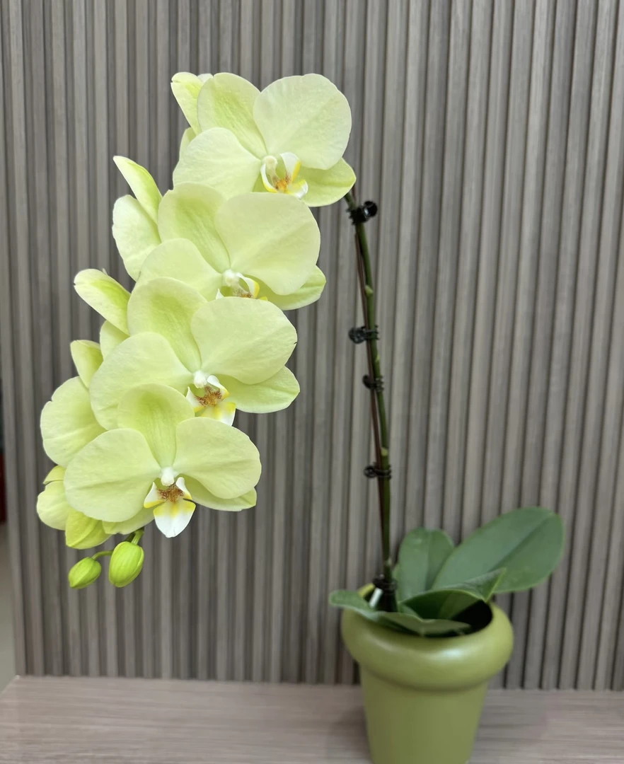 日光浴蝴蝶兰3.5加高成熟苗不带花成熟苗