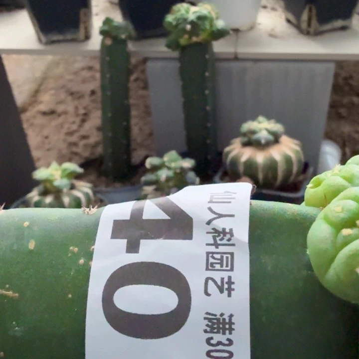 五***五无花朵401五棱肌肉大皱尤仙