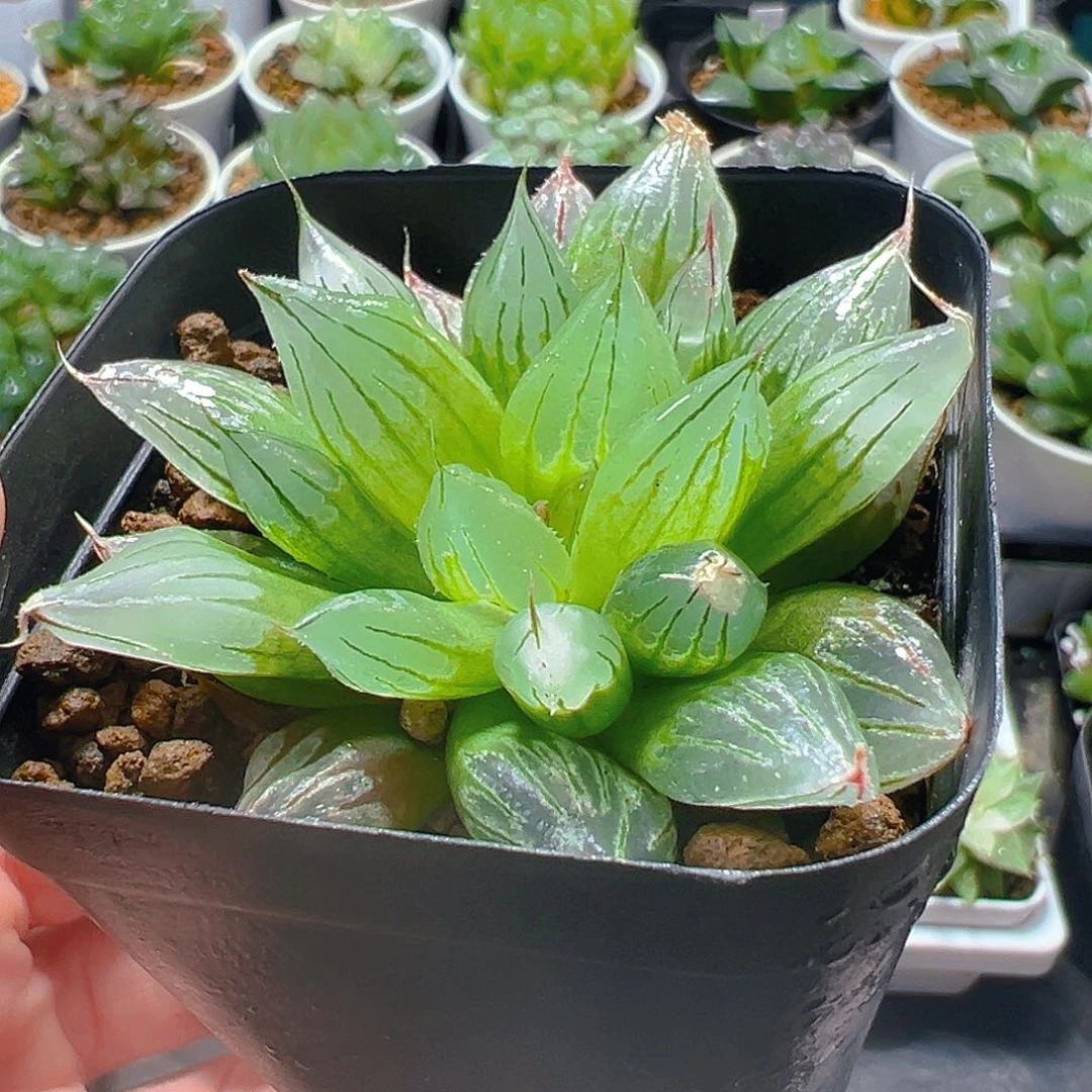 冰钻寿多肉多肉1多肉