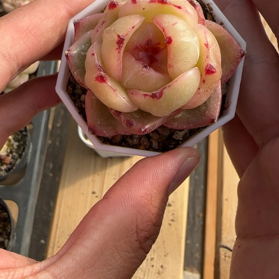 一物一拍麦秆珍妮05008