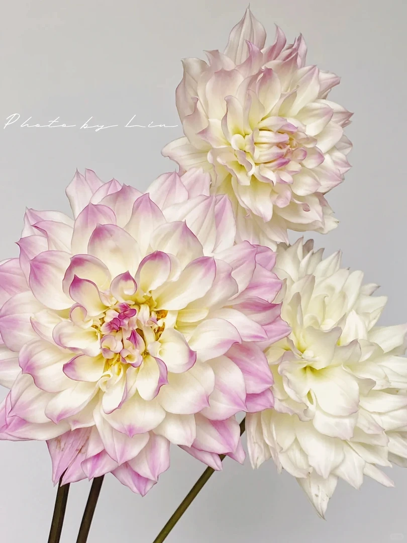 （蓝眼睛）进口大丽花种球