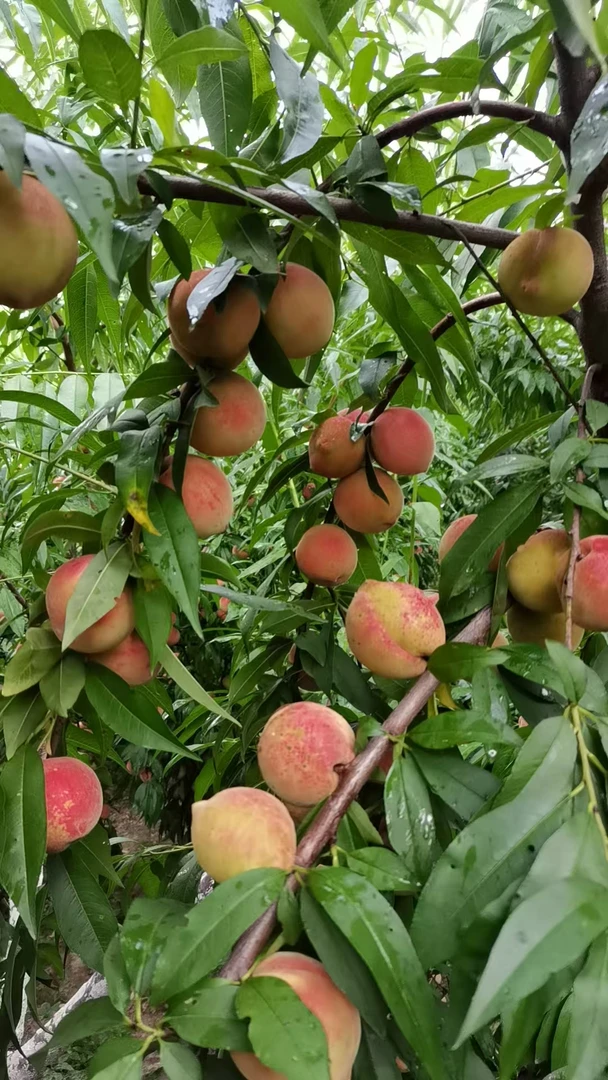 江西露天新鲜现摘桃甜多汁当季水果