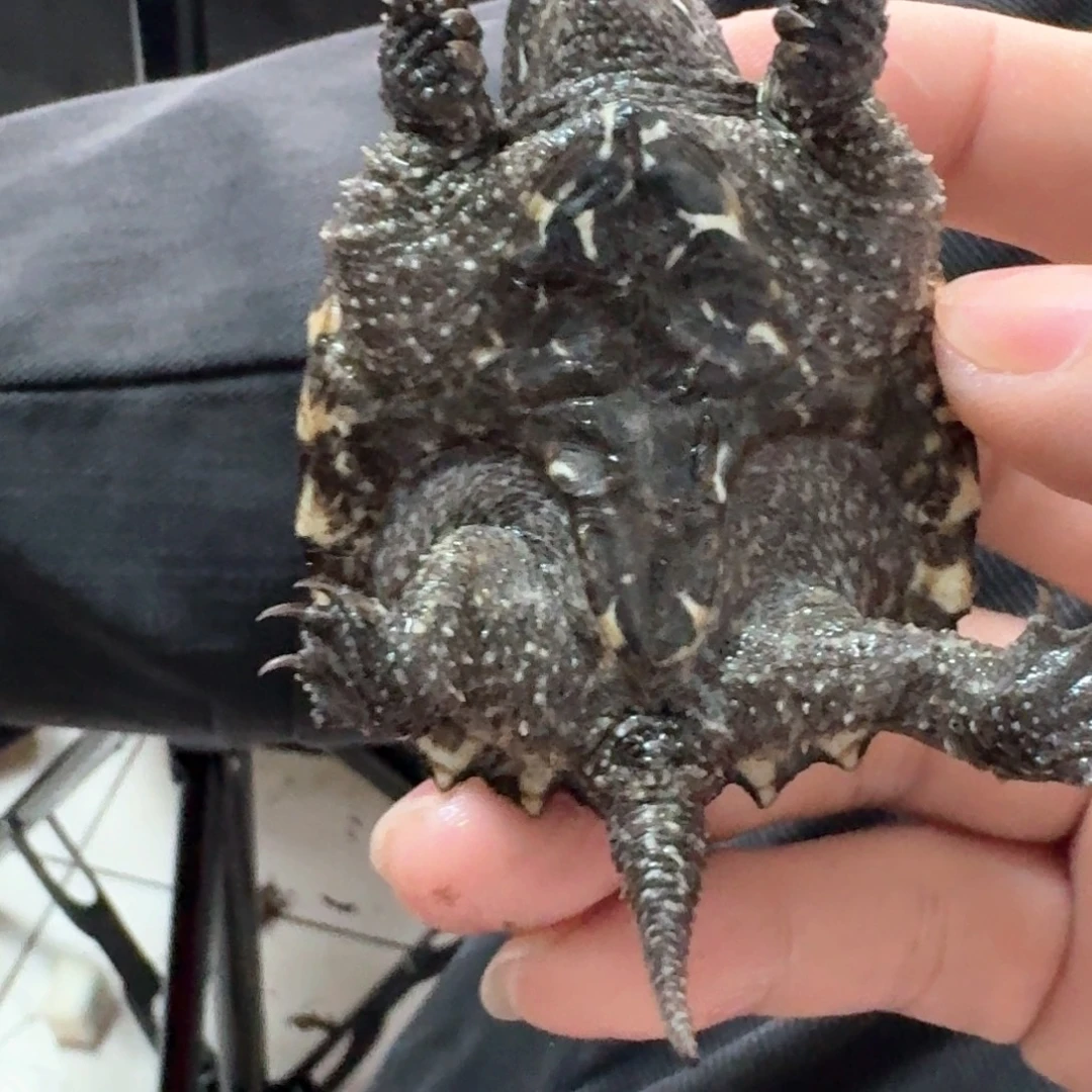 宠物龟不分公母111