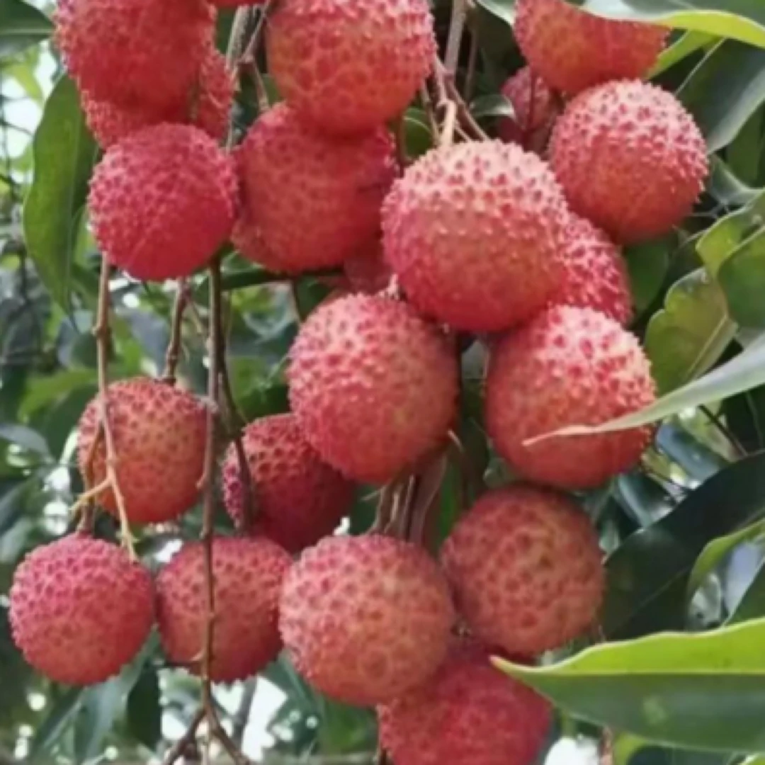 桂味荔枝1斤很好吃荔枝同城送海南省