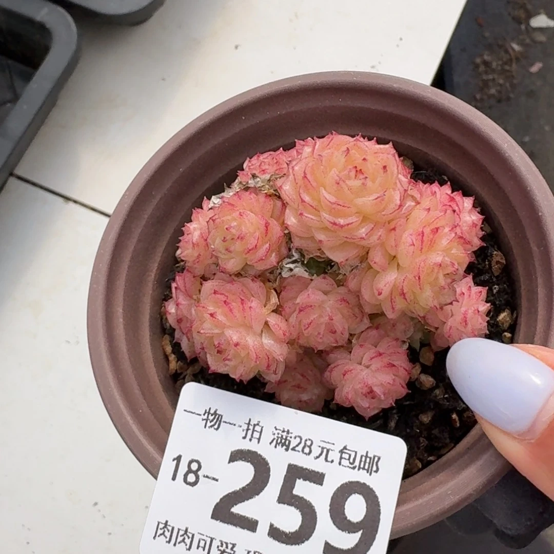 麦秆无盆土发货无