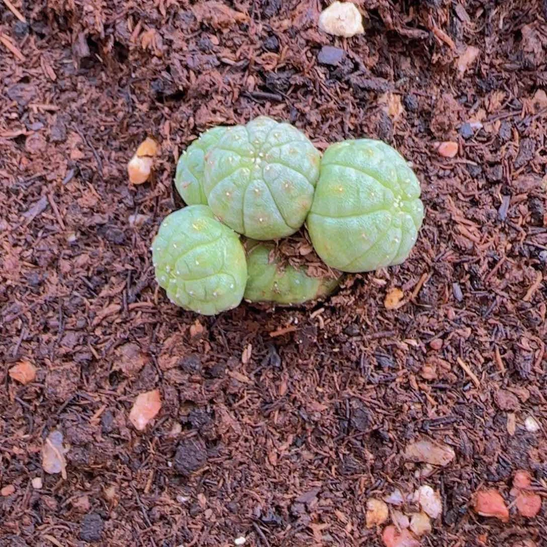 ****敢块根植物块根植物