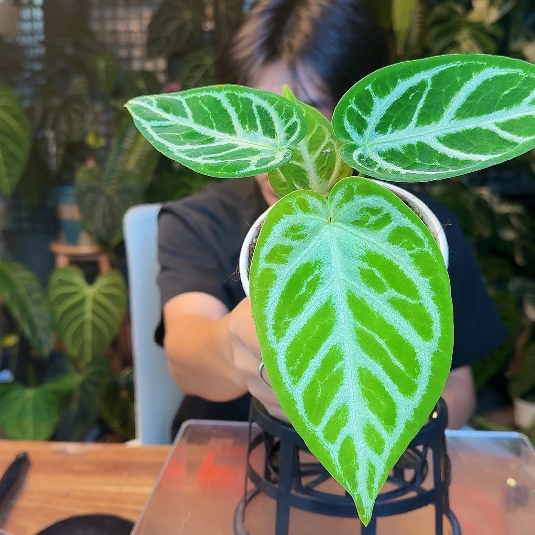 完全开放J16印尼硬叶银刷子