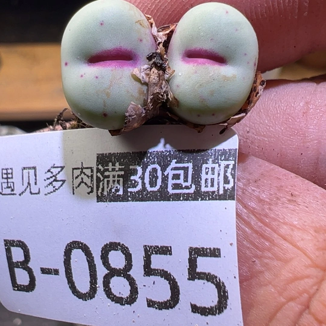 c 多肉植物11111111111