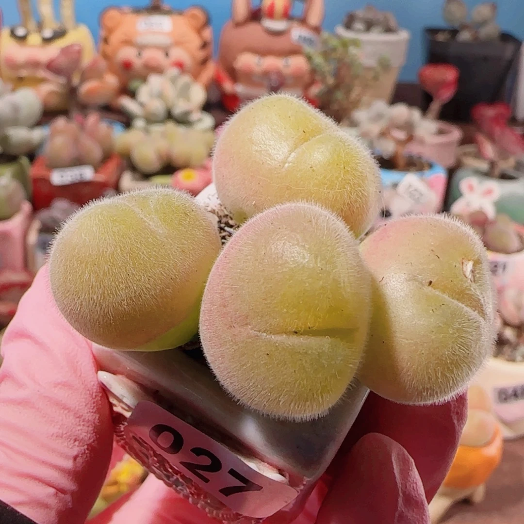 T肥肥毛翠（微瑕）盆口2.5cm