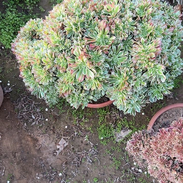 梦*雨缀话脱土发货缀话