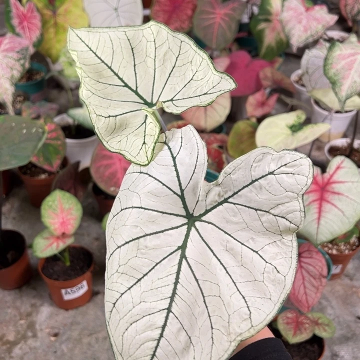 不开花植物A619白色恋人不包种球大小不包售后