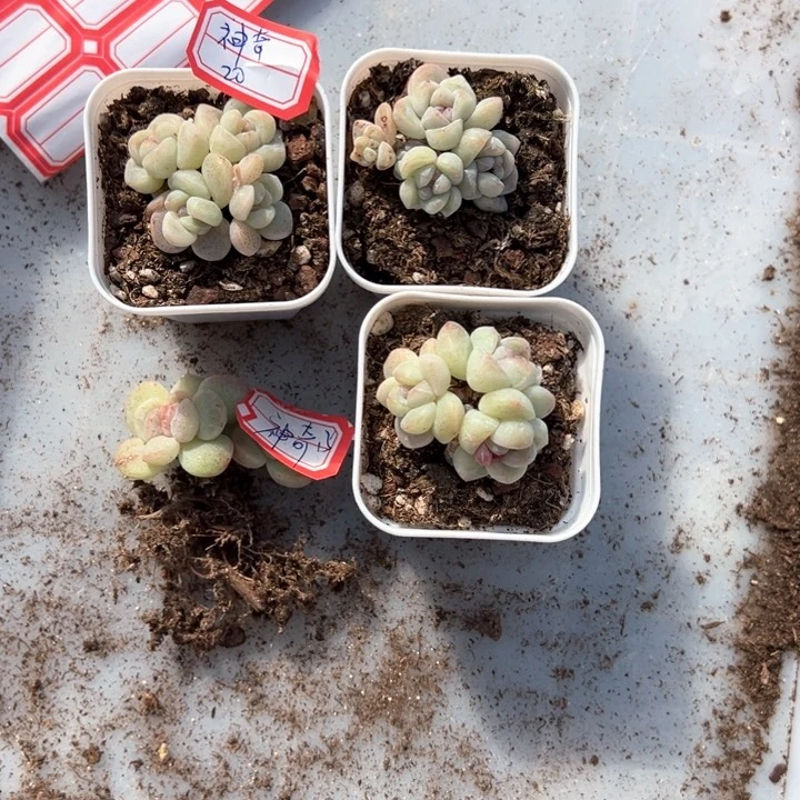 神奇一物一拍专拍的