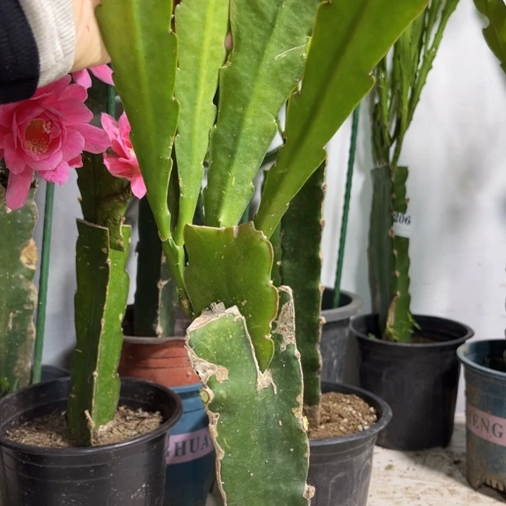 当前无花栽培后可以开花538