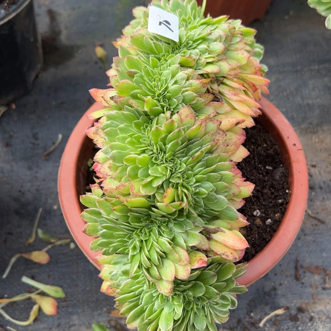 70伊丽莎白缀多肉椅子