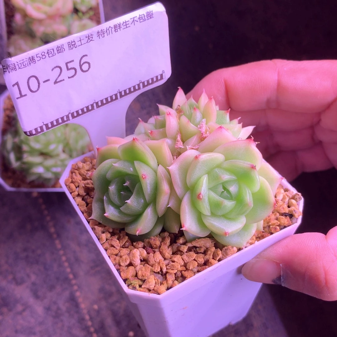 麦秆老桩母本朵朵58包邮不包整