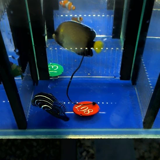 蓝纹8+/1-10-108海水