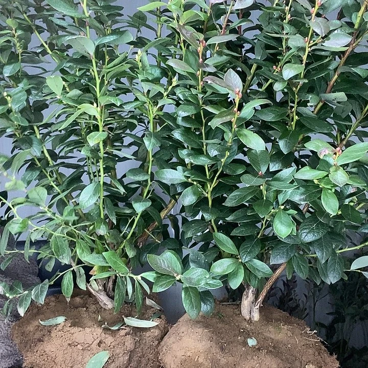 完全开放蓝莓带上了