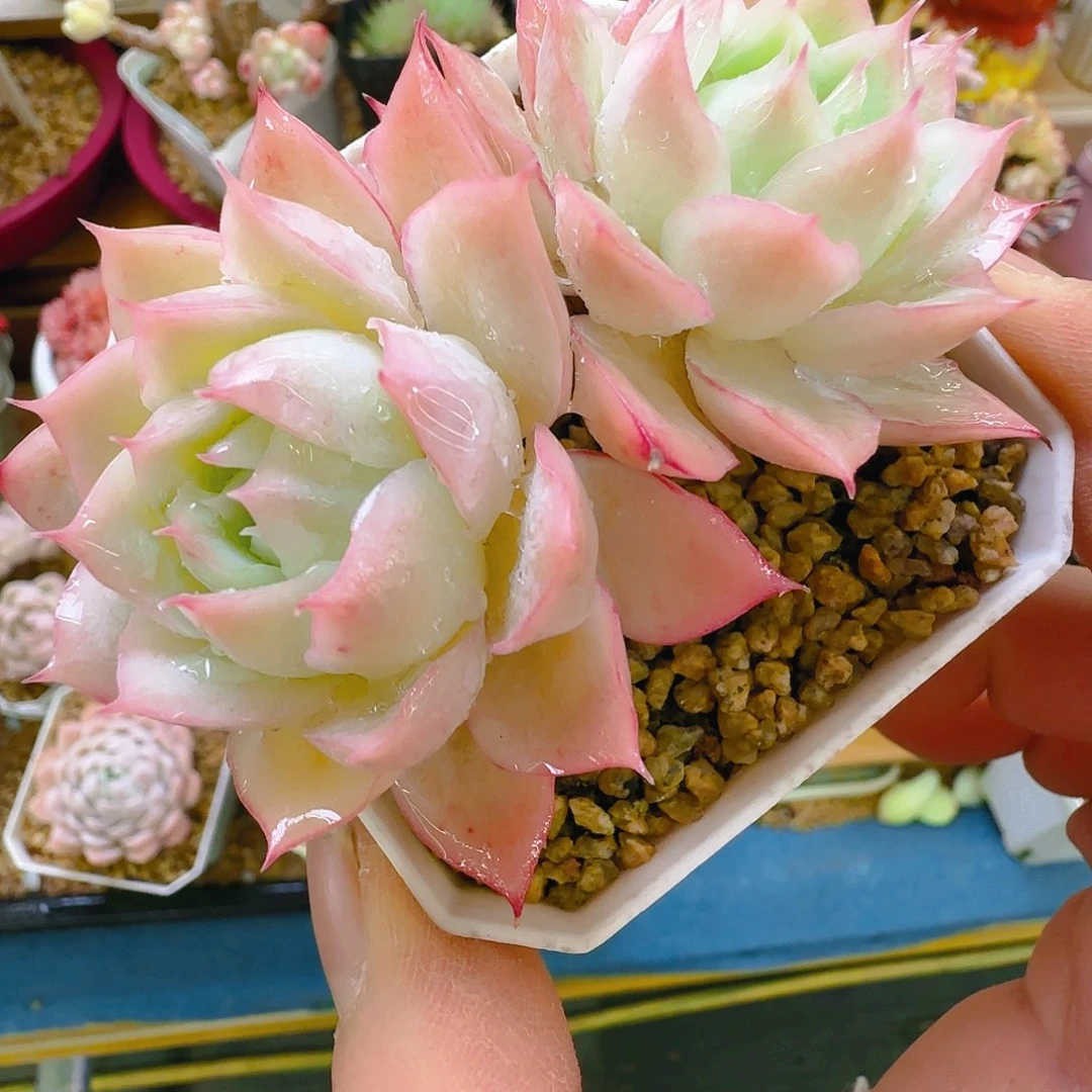 雯婚纱，063，仙农出品