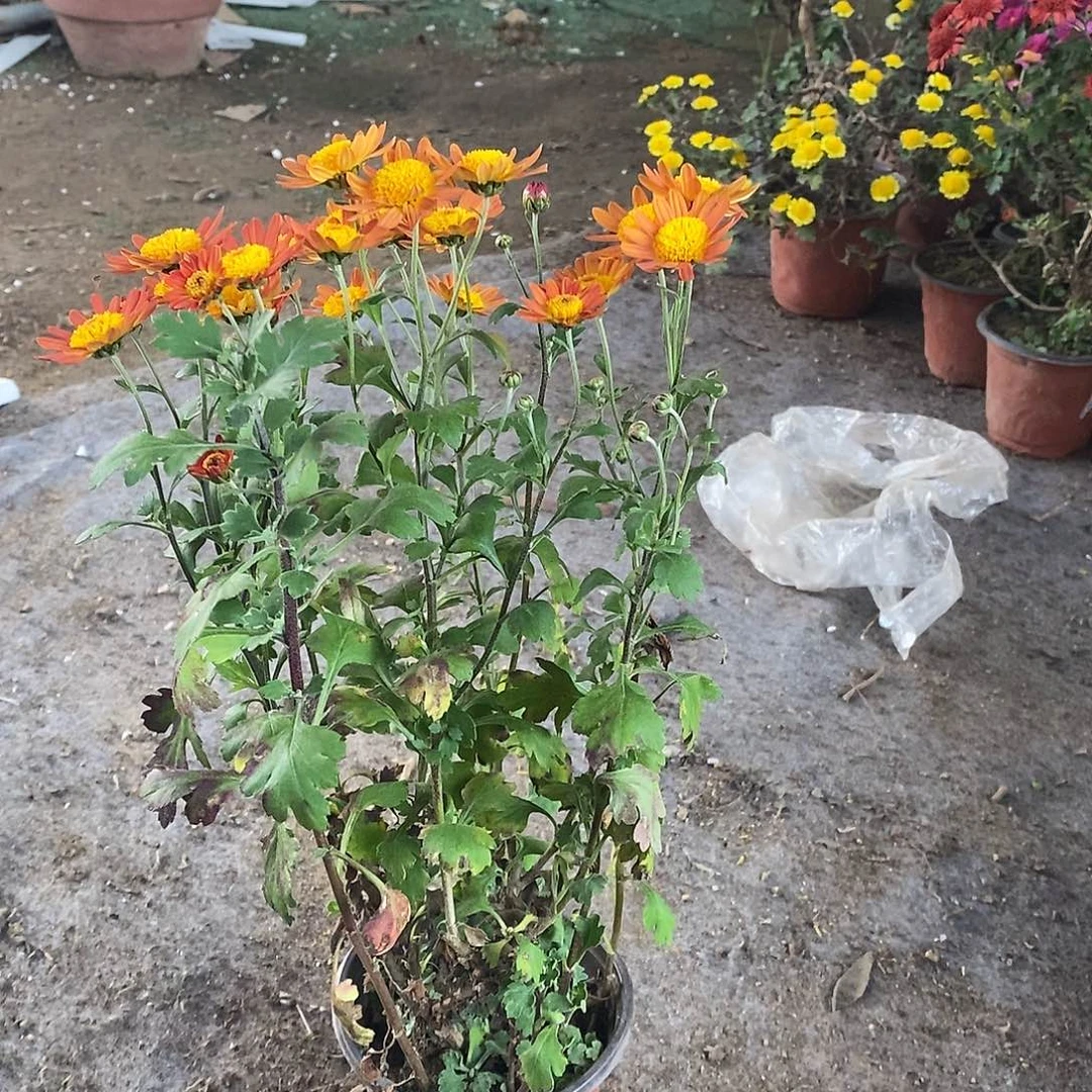 倔***头完全开放菊花盆景日向景