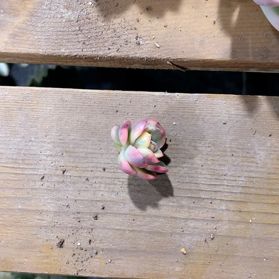 玫瑰东云锦多肉植物