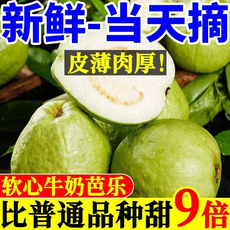 【当天现摘】新鲜南沙番石榴果白心芭乐水果直发珍珠果