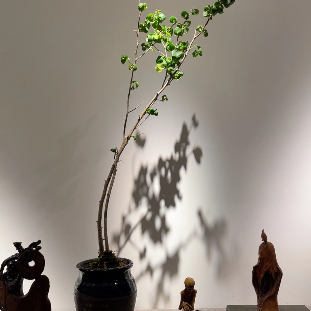 青***雨木质卷福绿植绿植