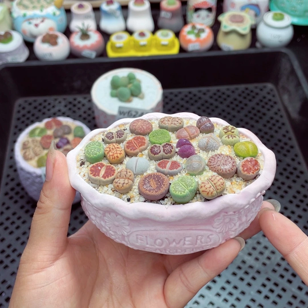 w6249 带盆土发货一物一拍