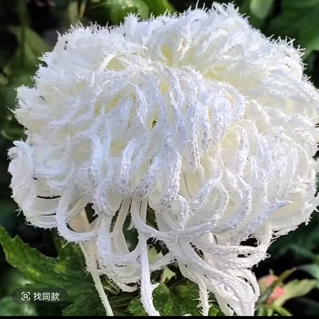【琼岛三友】毛茸茸的花丝易成活阳台庭院地栽多年生