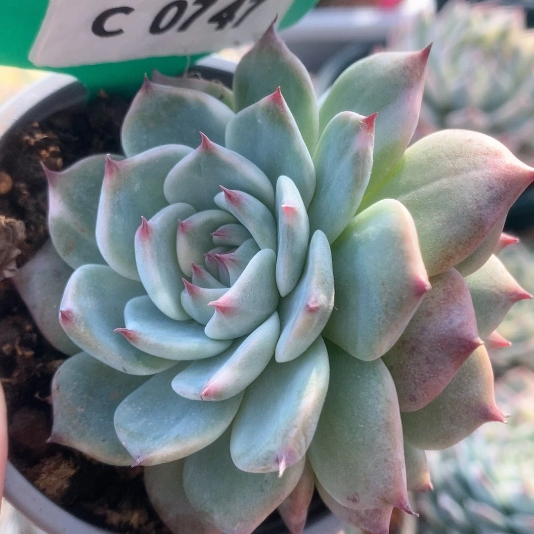 747锦锦锦锦锦锦锦