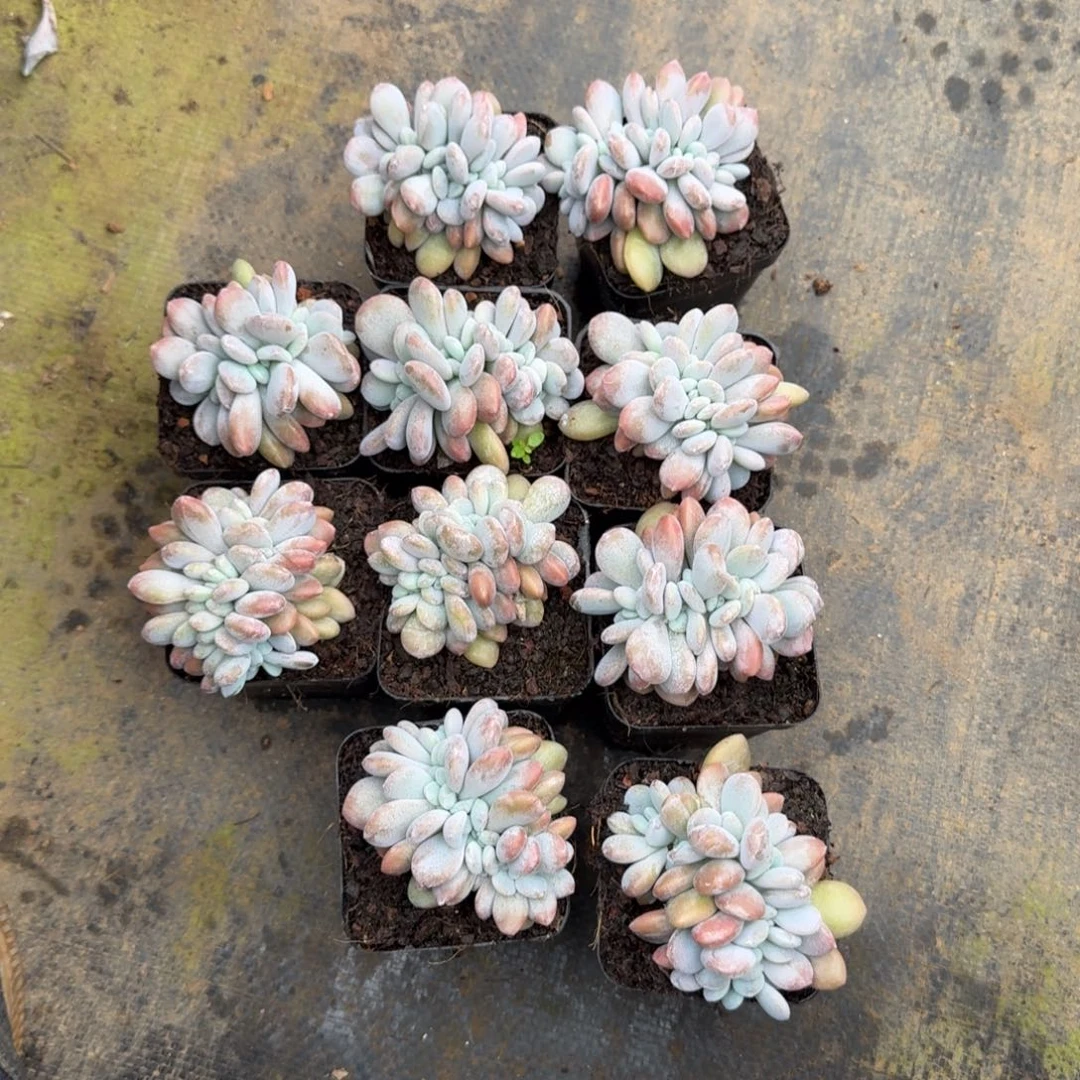 无花朵粉兔缀7方带盆有切