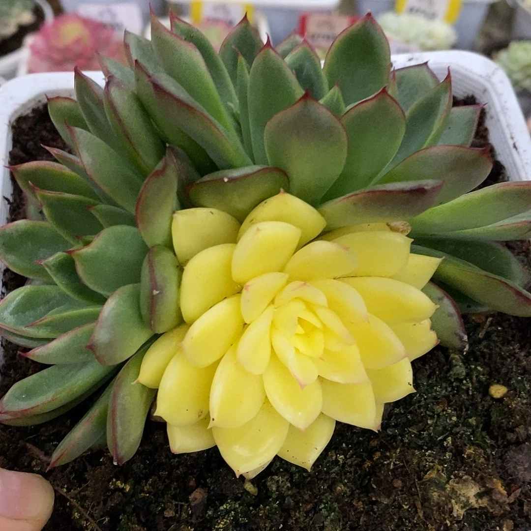 731哈哈哈哈哈哈哈哈