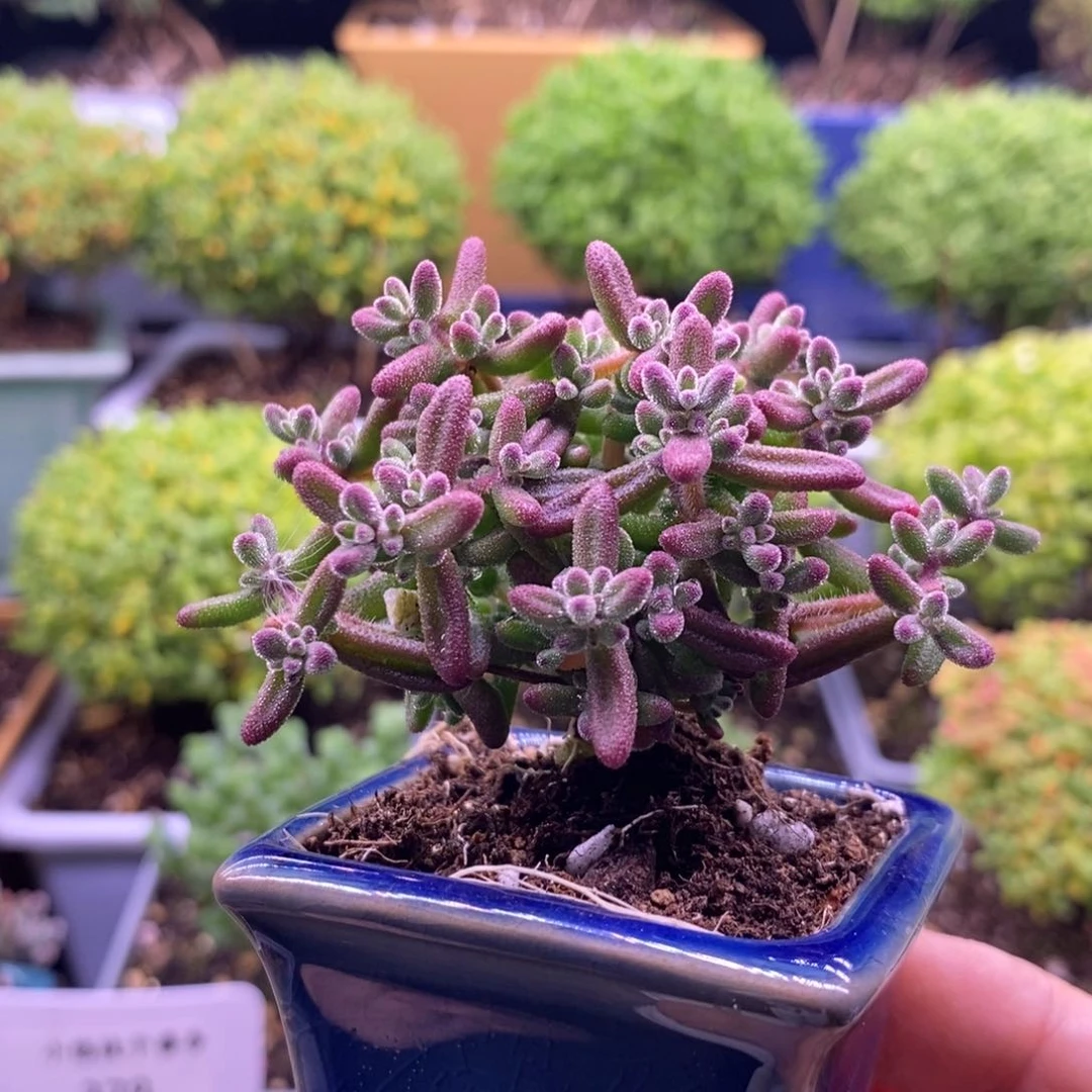 幼****子412红宝石带盆。