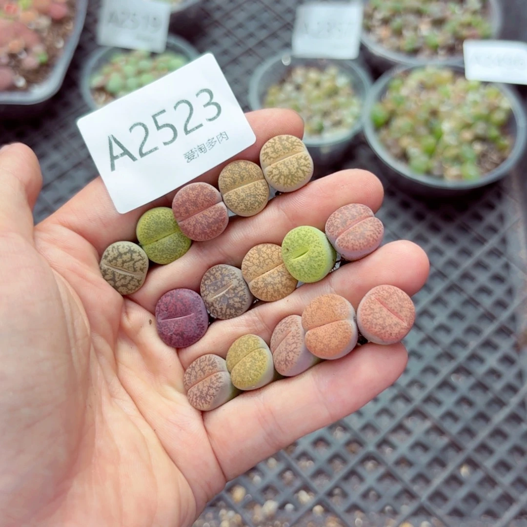 用***02523—-–生石花 肉锥