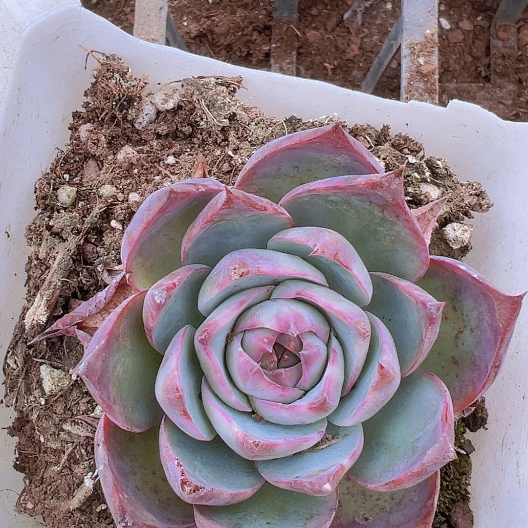 大惊鸿19包邮多肉植