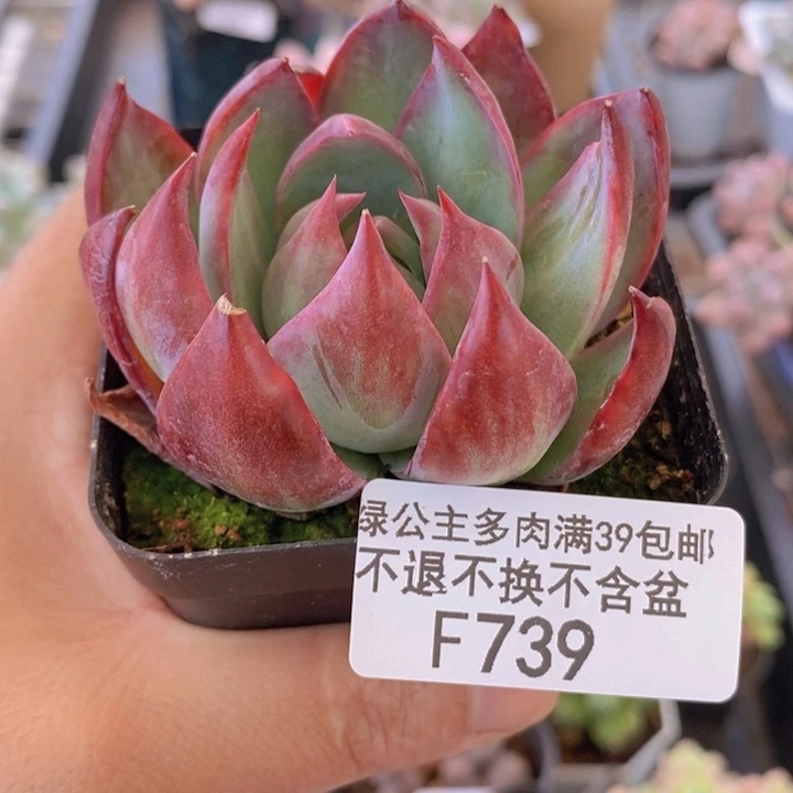 惊鸿仙子7cm739多肉植物