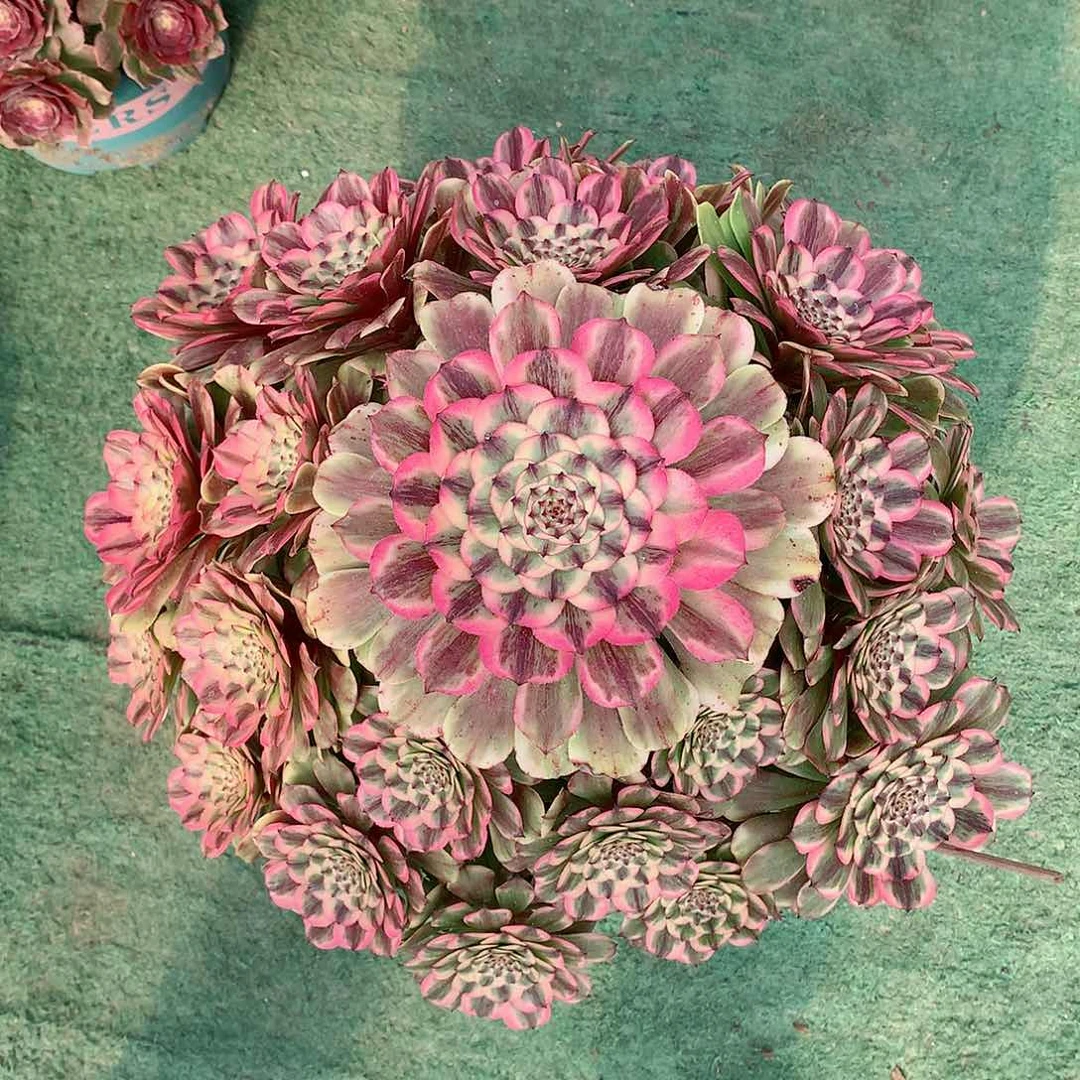 用****瑰粉体美姬多肉植物