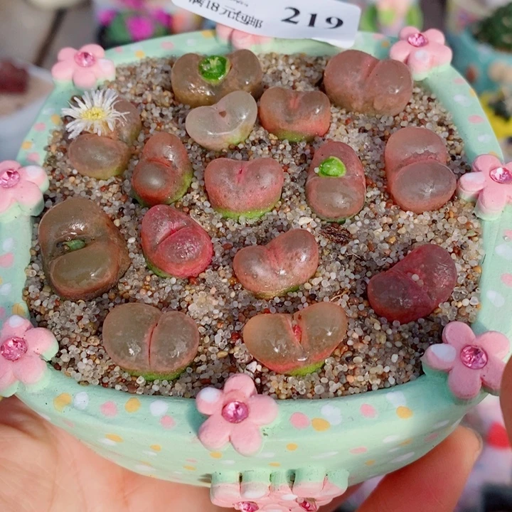 生石花花花花开了207219