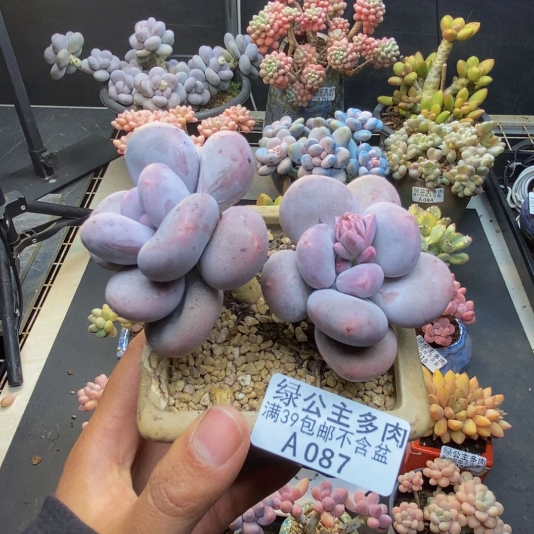 087大叶奶多肉8c m