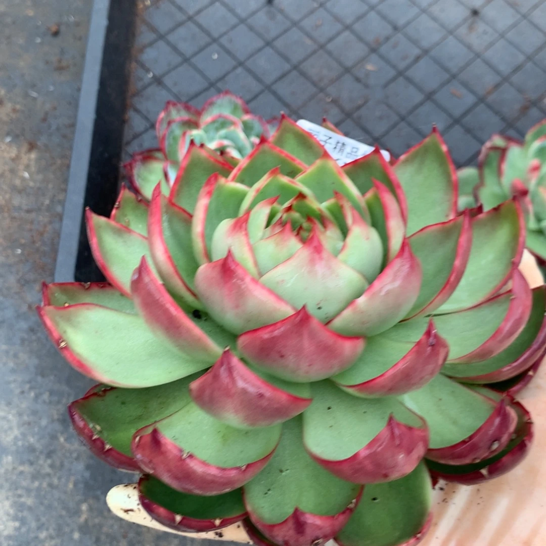 2671号多肉植物惊鸿15