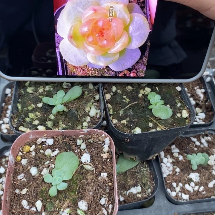 标790甜心p103一个量拍
