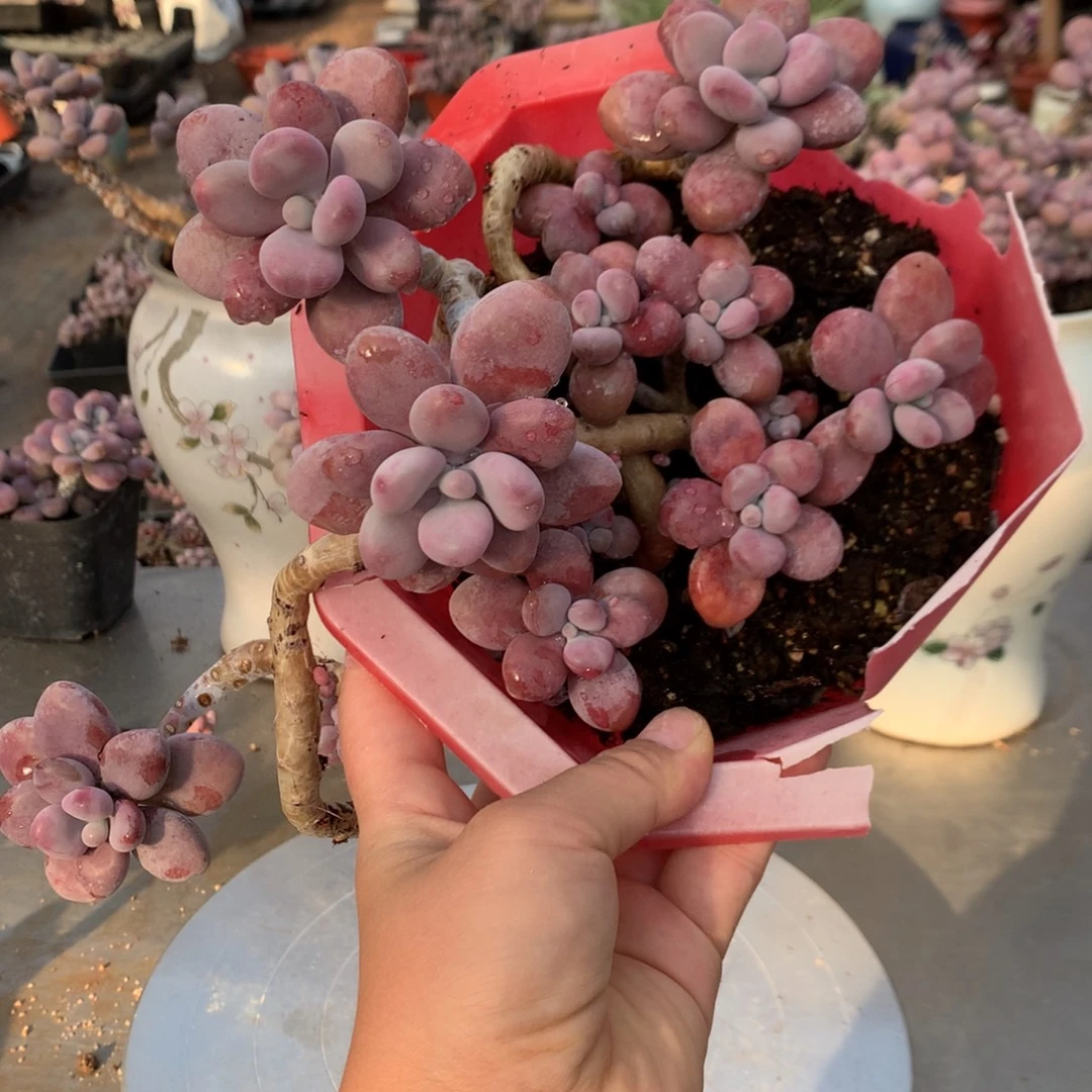 桃蛋老桩不带盆2号