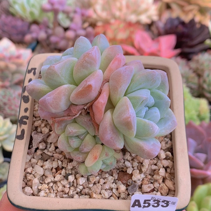 一物一拍含盆土满38包邮A533