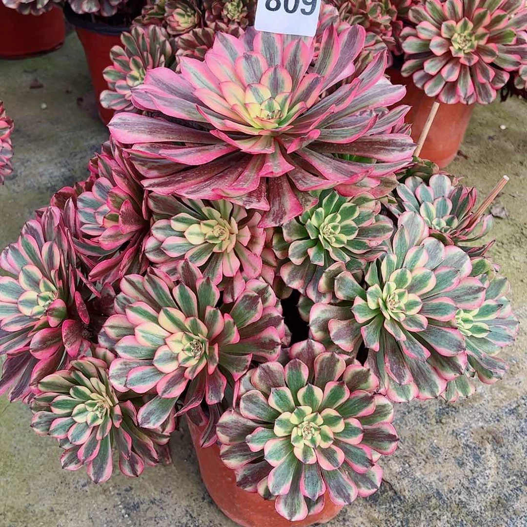 无花朵淡**生多肉植物粉白月光809