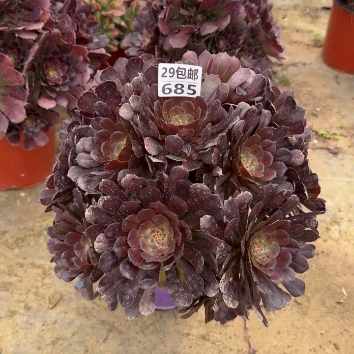 黑萝莉……多肉植物……