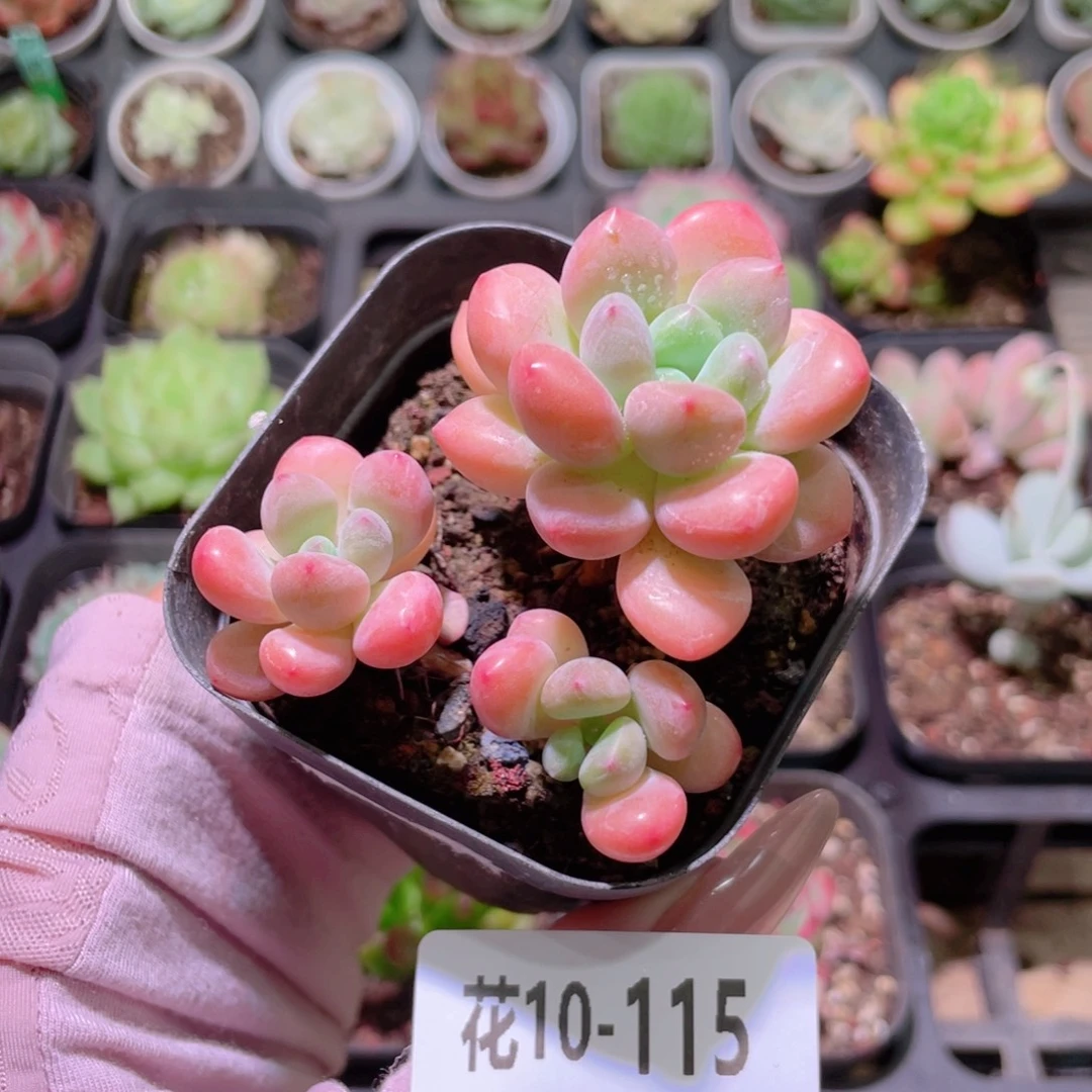 花利美10-115白鹭群