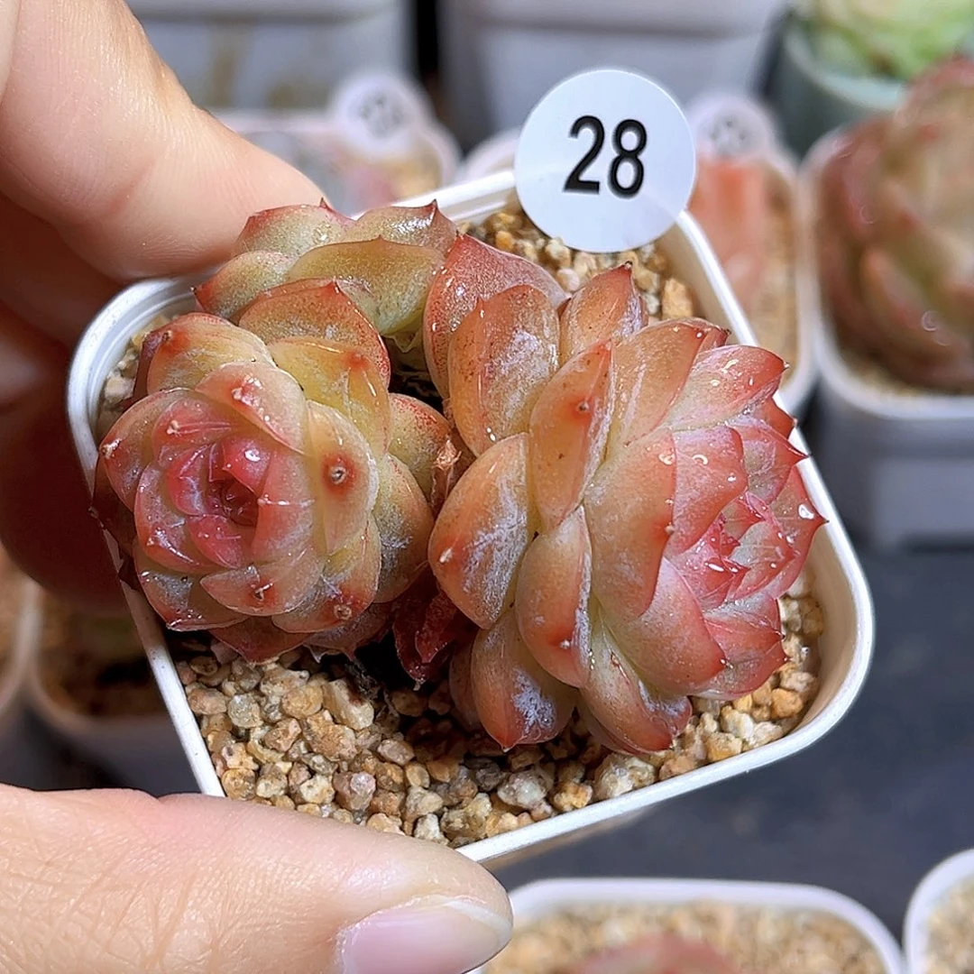 028 新品珍妮  满18包邮