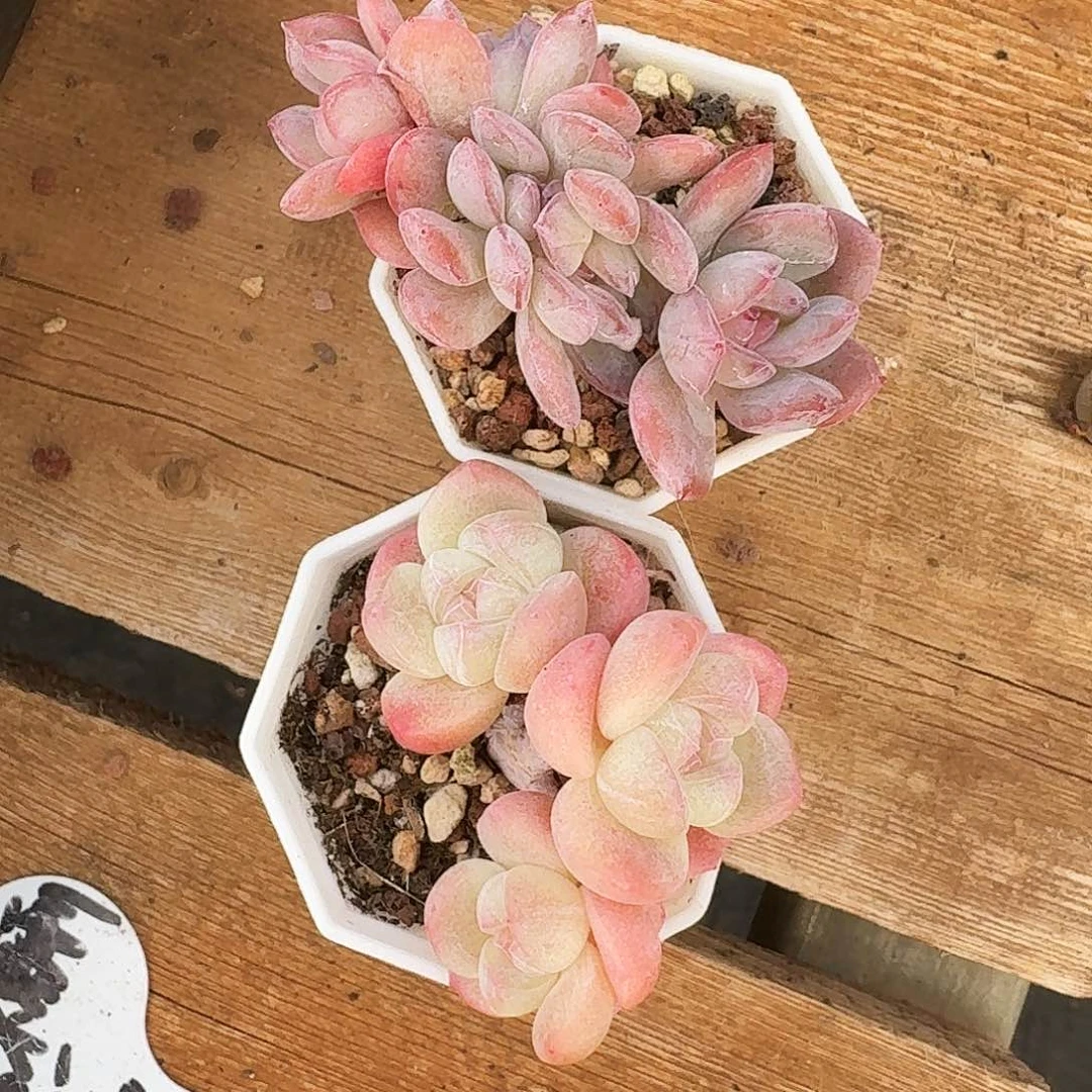 小***妈多肉冰玉，➕全明星老桩