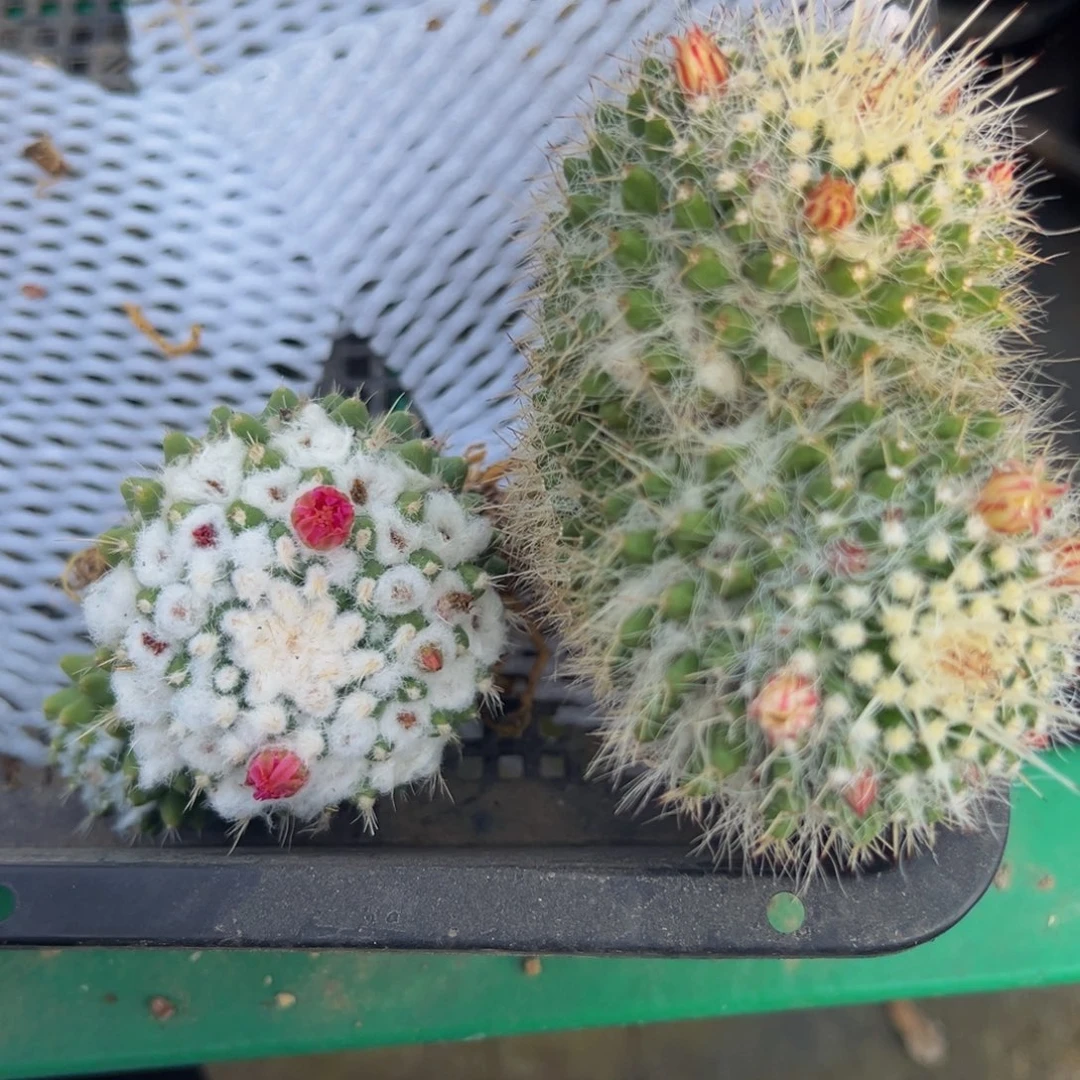 大*两颗仙人球脱土发货